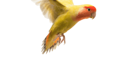 12rosy-faced-lovebird-flying-agapornis-roseicollis-also-known-as-peach-faced-lovebird-front-white-background_1 - Your Online Pet Store