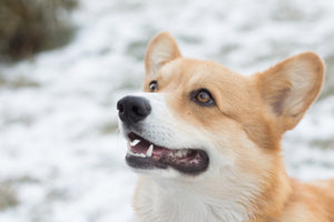 beige-and-white-wolf-997564 - Your Online Pet Store