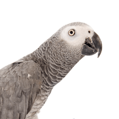 brd - Your Online Pet Store