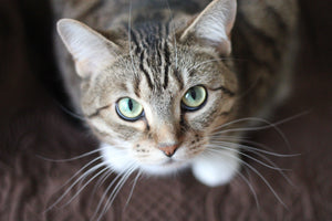 cat-whiskers-kitty-tabby-20787 - Your Online Pet Store 