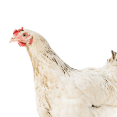 chiken - Your Online Pet Store