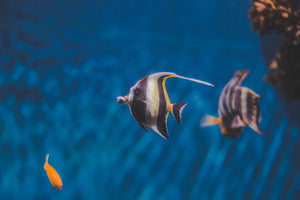 close-up-photo-of-angelfish-1739809 - Your Online Pet Store