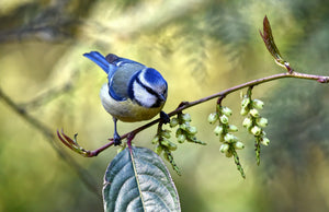 close-up-photo-of-blue-bird-perched-on-branch-2400030 - Your Online Pet Store 