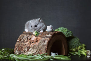 close-up-photography-of-a-mouse-3586056 - Your Online Pet Store