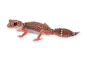 depositphotos_200597036-stock-photo-eastern-thick-tailed-gecko-underwoodisaurus_1 - Your Online Pet Store