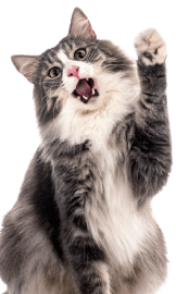 dog-portrait-2021-08-26-17-12-38-utc_1 - Your Online Pet Store