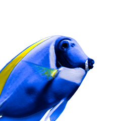 fish_69abd5b4-7407-4249-a757-6ee2a25fb18e - Your Online Pet Store