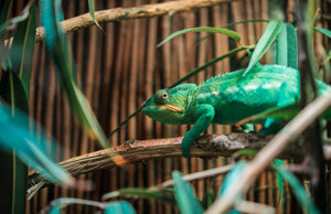 green-chameleon-on-tree-branch-1887726 - Your Online Pet Store