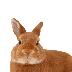 rabbit_2 - Your Online Pet Store