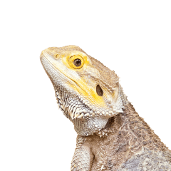 rapi - Your Online Pet Store