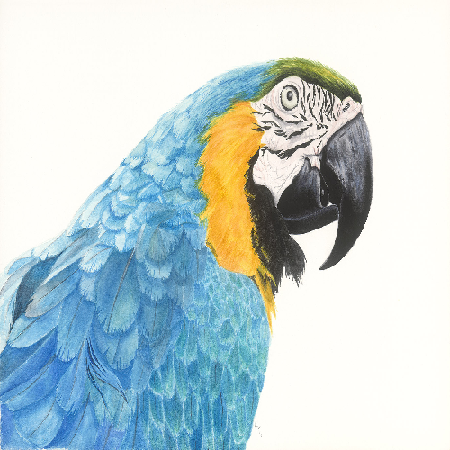Blue and yellow macaw parrot close-up, pet bird illustration for online pet supplies