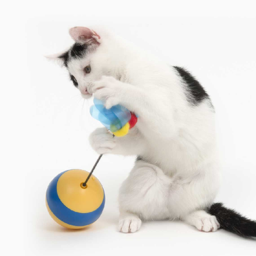 White and black cat playing with colorful interactive cat toy on white background