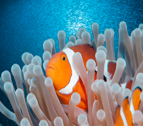 Clownfish swimming among sea anemone tentacles in a vibrant aquarium setting