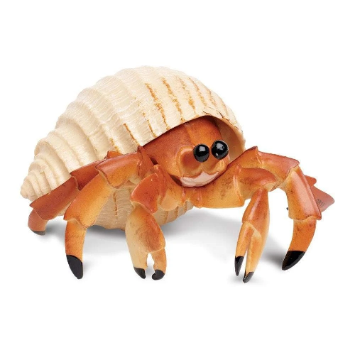 Hermit crab with a light spiral shell and orange claws on a white background