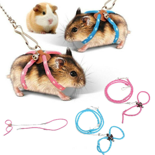 Small pets wearing colorful collars and leashes with additional leashes displayed below