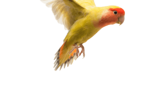 12rosy-faced-lovebird-flying-agapornis-roseicollis-also-known-as-peach-faced-lovebird-front-white-background_1 - Your Online Pet Store 