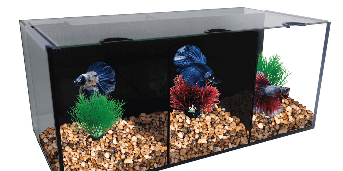 Aqua one betta trio for sale clearance