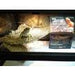 Bearded Dragon Reptile Hammock Large