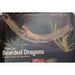 Bearded Dragon Reptile Hammock XLarge