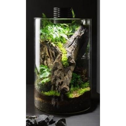 Bioscape Nano Moss Terrarium - 200 Cylinder