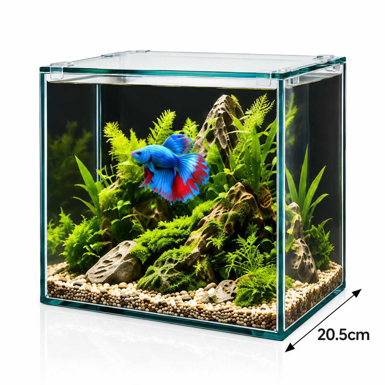 BioScape 10L betta desktop aquarium with planted display