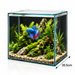 BioScape 10L betta desktop aquarium with planted display