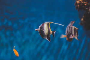 close-up-photo-of-angelfish-1739809 - Your Online Pet Store 