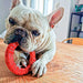 Dog Dental Ring Smile Large