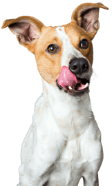 dog-portrait-2021-08-26-17-12-38-utc - Your Online Pet Store 
