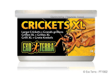 Exo Terra Canned Crickets XL