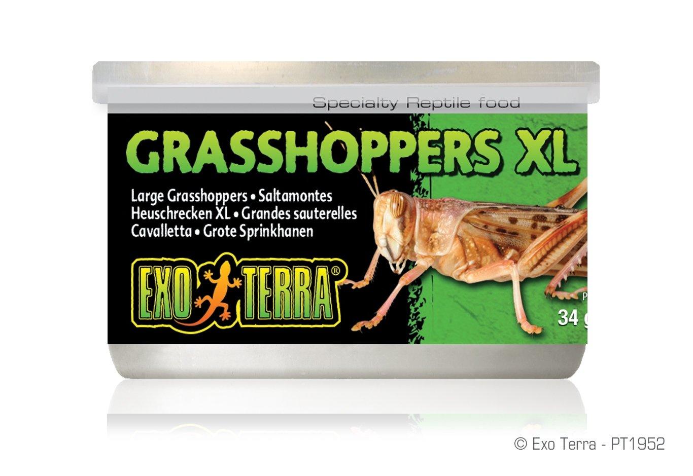 Exo Terra Canned Grasshopper XL Bulk (12)