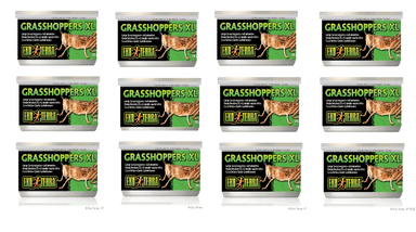 Exo Terra Canned Grasshopper XL Bulk (12)