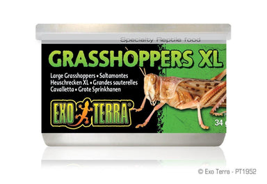 Exo Terra Canned Grasshopper XL