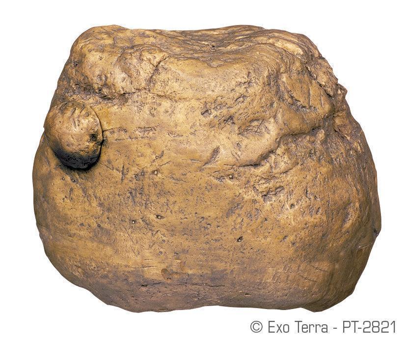 Exo Terra Cricket Feeding Rock