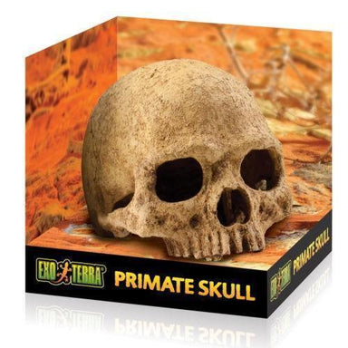 Exo Terra Primate Skull