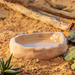 Exo Terra Large ceramic food and water dish in reptile terrarium