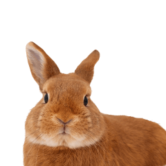 rabbit_2 - Your Online Pet Store 