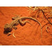 Red Desert Sand 10kg