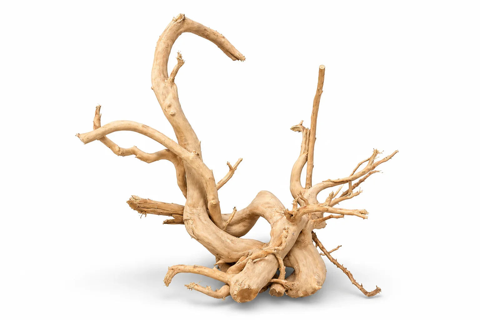 Jumbo Spider Wood Display Driftwood 60–80cm natural branching driftwood for aquarium aquascaping and reptile enclosures