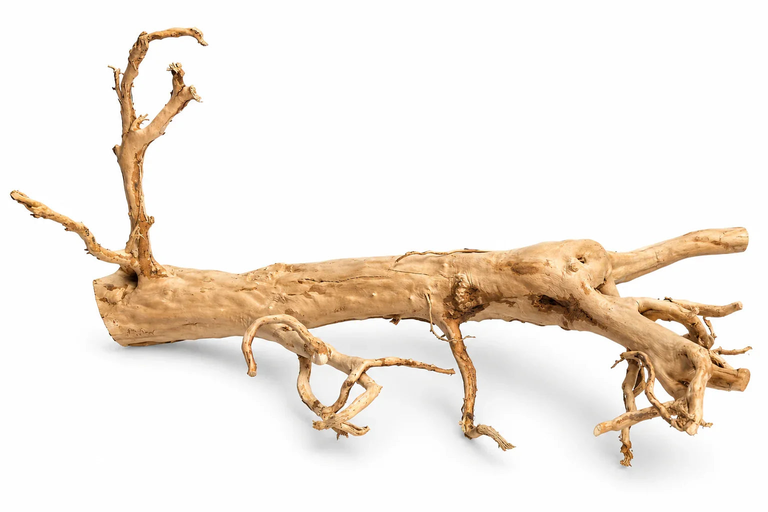 Jumbo Spider Wood Display Driftwood 60–80cm twisted wood branch for planted aquariums and natural reptile habitats