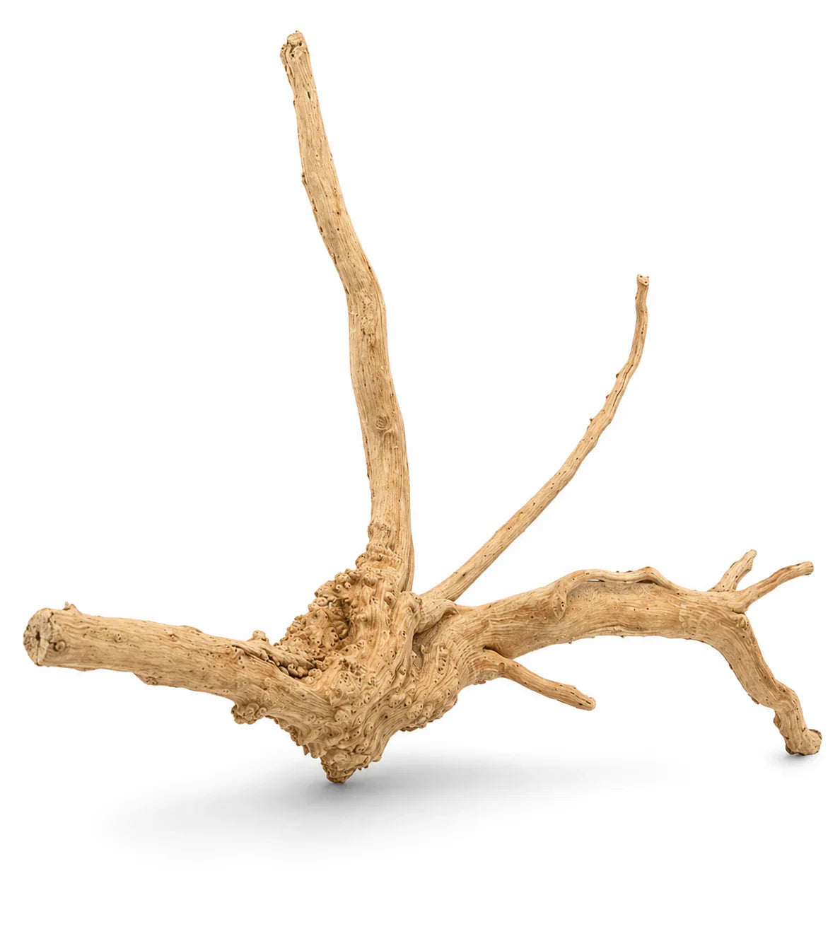 Natural Spider Wood Small 15–20cm natural branching driftwood for aquarium aquascaping and reptile enclosures