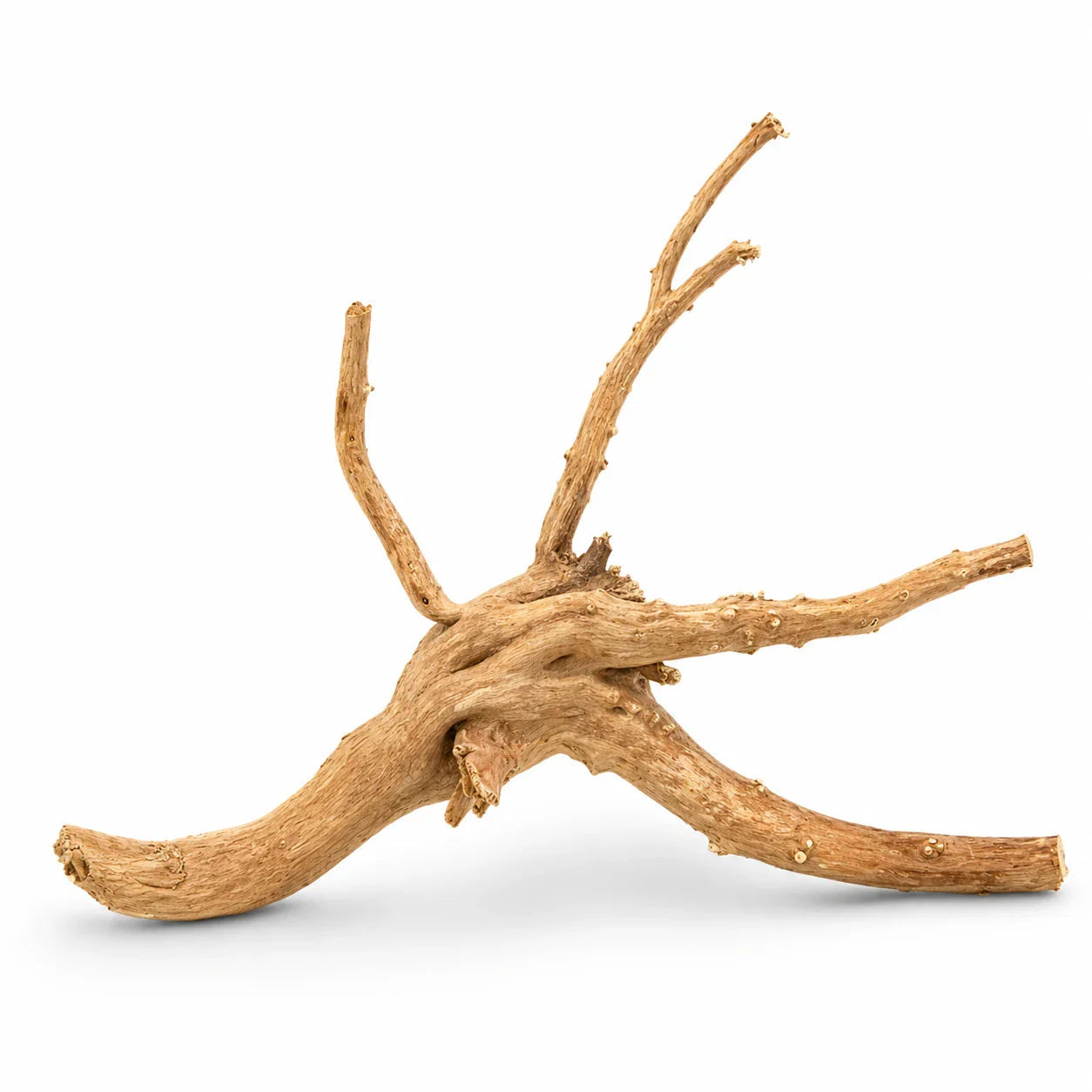Natural Spider Wood Small 15–20cm twisted wood branch for planted aquariums and natural reptile habitats