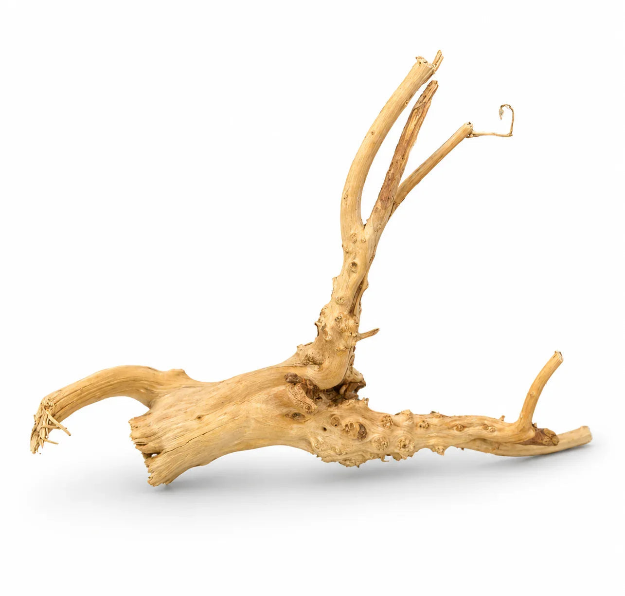 Natural Spider Wood Small 15–20cm natural aquarium and reptile enclosure decoration