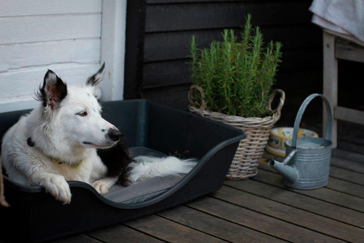 Wonderfold Dog Bed Dark Grey Small (55 x 36 x 16cm)