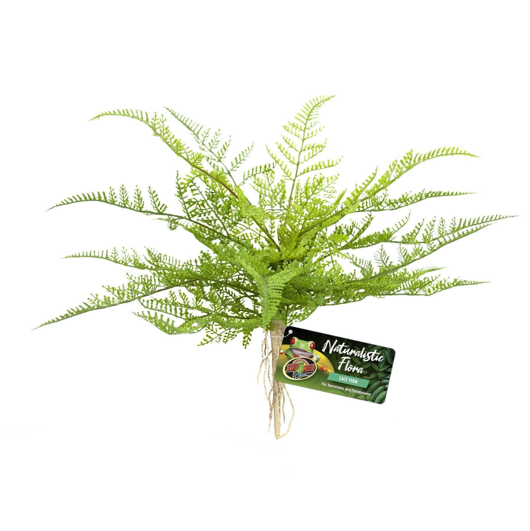 Zoo Med Lace Fern Plant