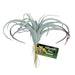 Zoo Med Tillandsia Plant